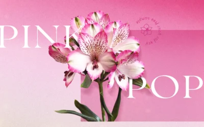 Descubre nuestro nuevo surtido de Alstroemeria