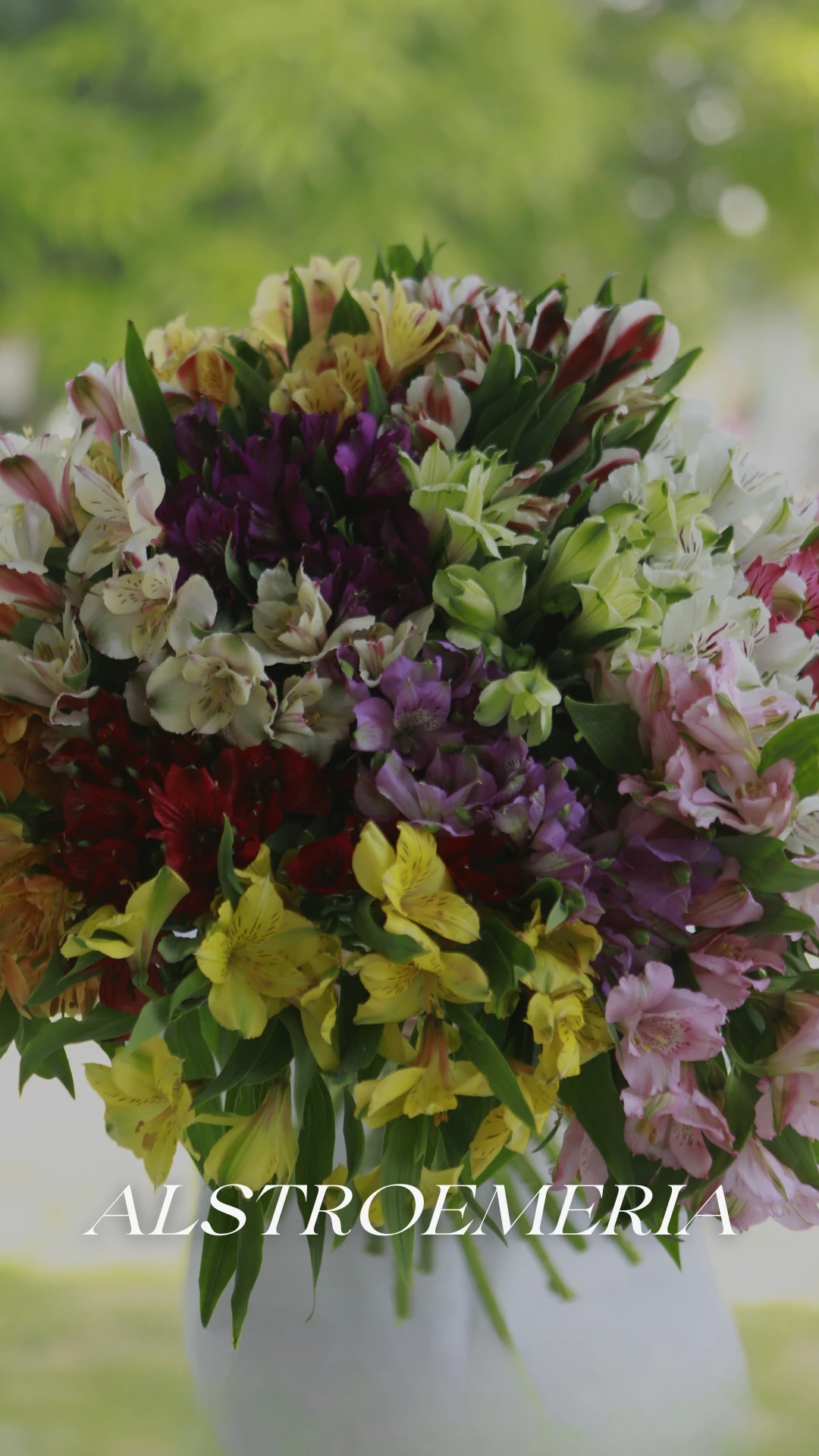Bouquet of fresh multicolored alstroemerias grown by Geoflora.