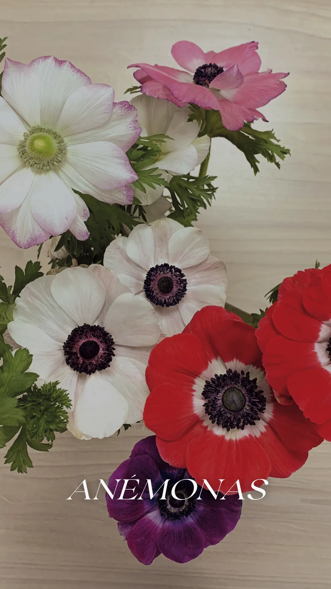 Ramo de anémonas en tonos blanco, rojo, rosa y púrpura cultivadas por Geoflora.