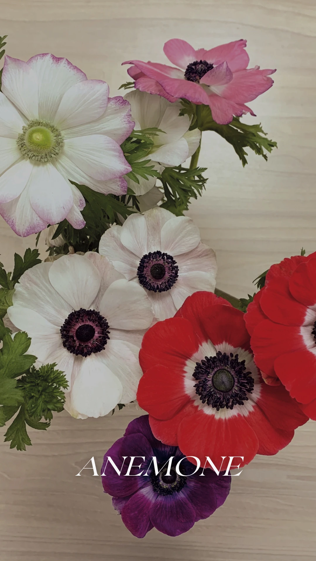 Bouquet of anemones in shades of white, red, pink, and purple grown by Geoflora.