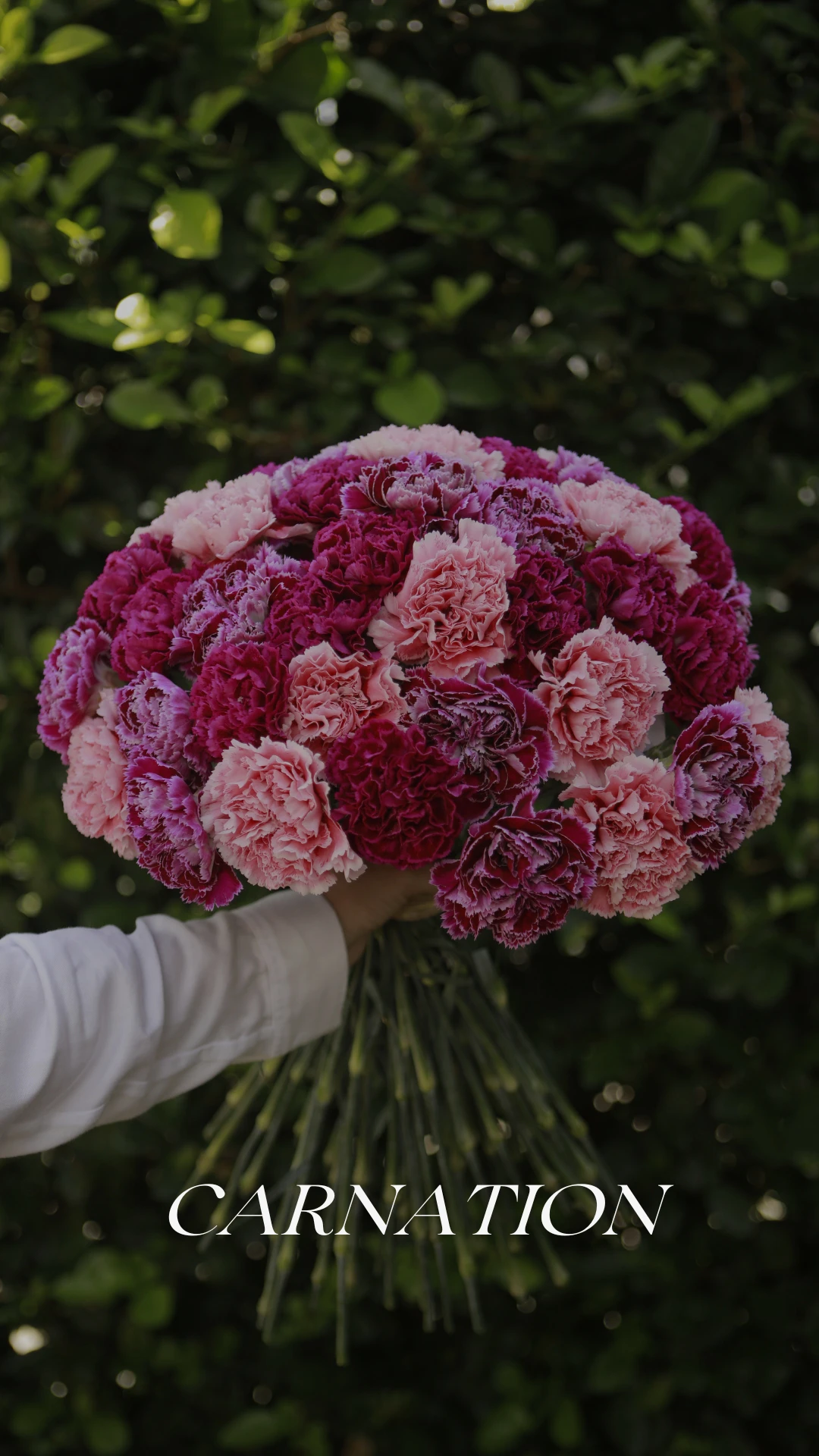 Bouquet of fresh carnations in shades of pink and fuchsia grown by Geoflora