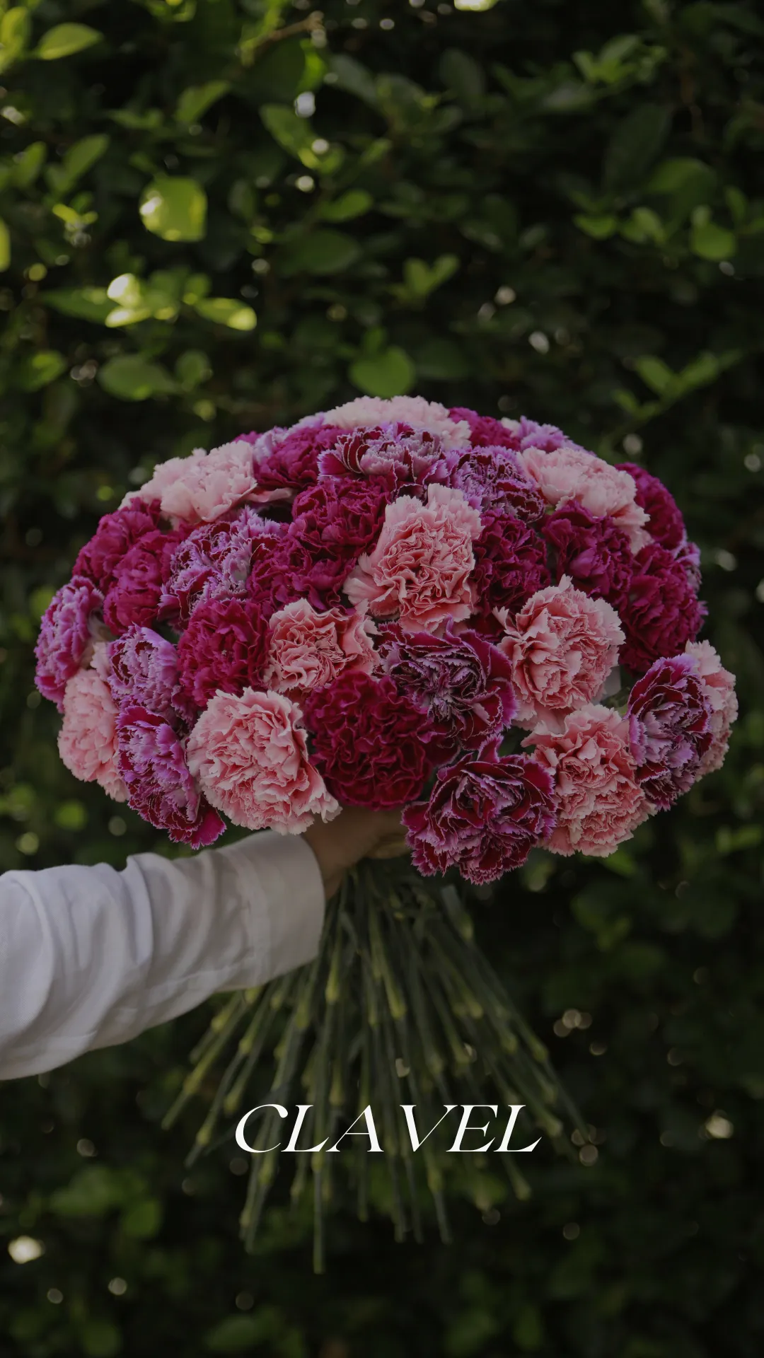 Ramo de ranunculus en tonos blancos y rosados cultivados por Geoflora.