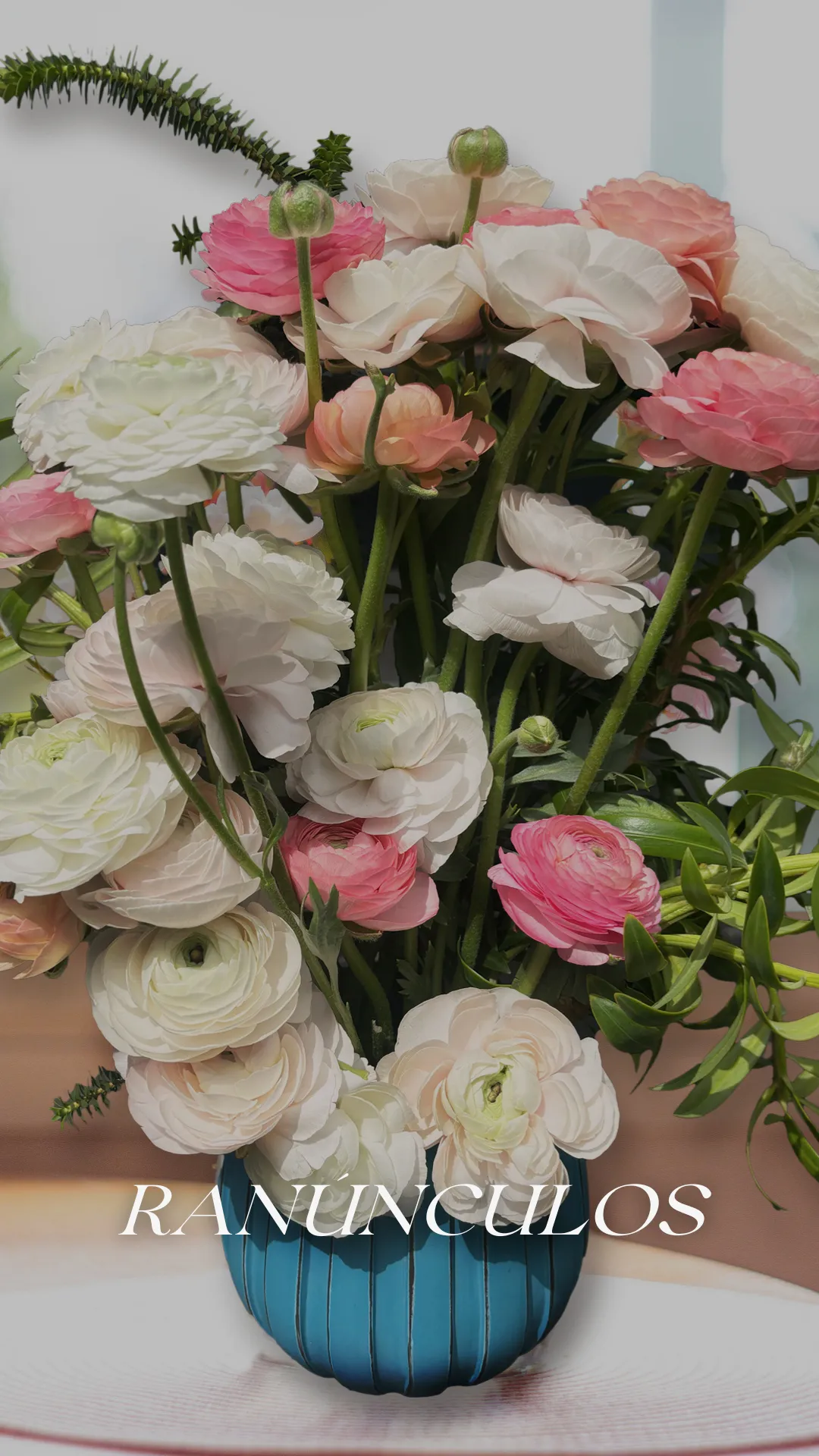 Ramo de ranunculus en tonos blancos y rosados cultivados por Geoflora.