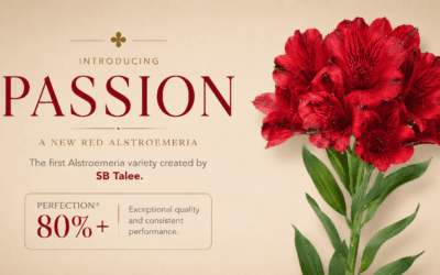 Introducing Passion: A Milestone in Alstroemeria Breeding