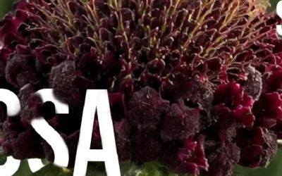 Scabiosas Scoop™