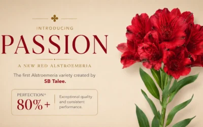 Introducing Passion: A Milestone in Alstroemeria Breeding